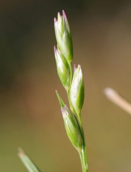Pflanzenbild gross Dreizahn - Danthonia decumbens