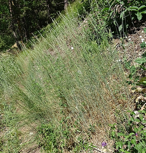 Pflanzenbild gross Blaugrüne Quecke - Elymus hispidus