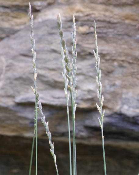Pflanzenbild gross Blaugrüne Quecke - Elymus hispidus
