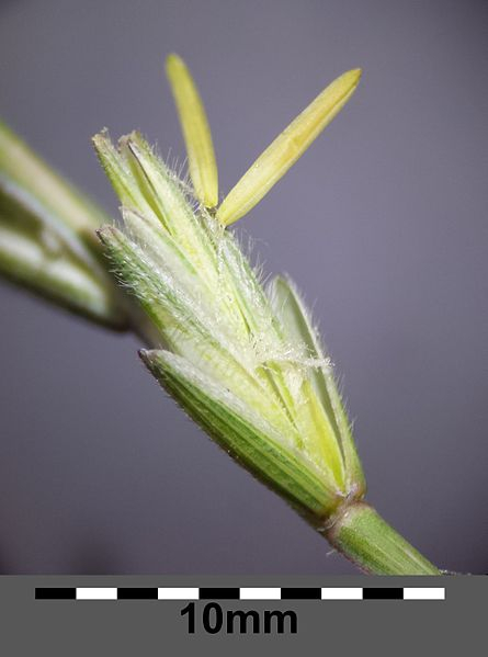 Pflanzenbild gross Blaugrüne Quecke - Elymus hispidus