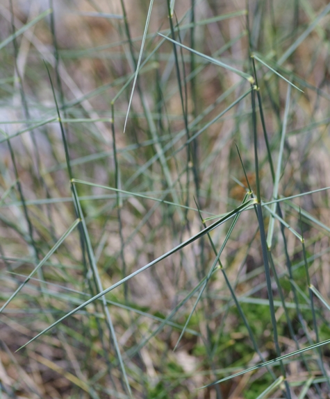 Pflanzenbild gross Blaugrüne Quecke - Elymus hispidus