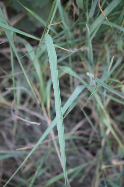 Pflanzenbild gross Blaugrüne Quecke - Elymus hispidus