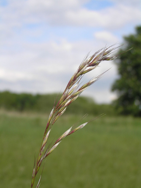 Pflanzenbild gross Echter Wiesenhafer - Helictotrichon pratense aggr.