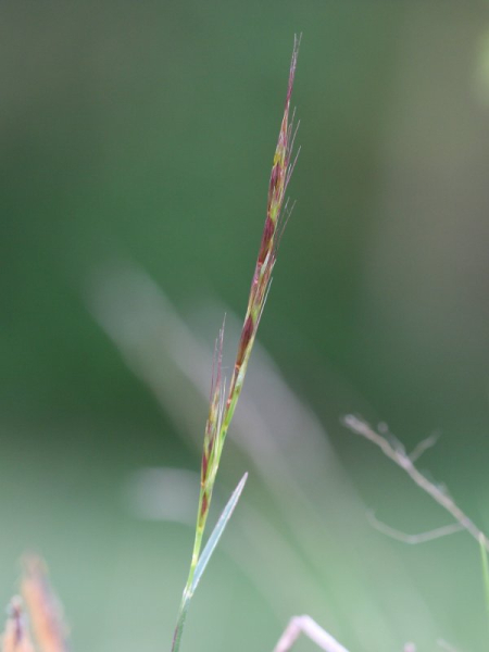 Pflanzenbild gross Echter Wiesenhafer - Helictotrichon pratense aggr.