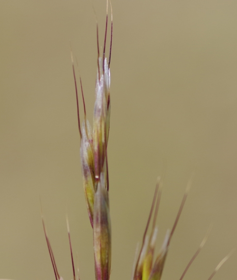 Pflanzenbild gross Echter Wiesenhafer - Helictotrichon pratense aggr.