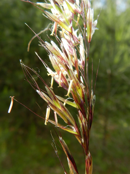 Pflanzenbild gross Echter Wiesenhafer - Helictotrichon pratense aggr.