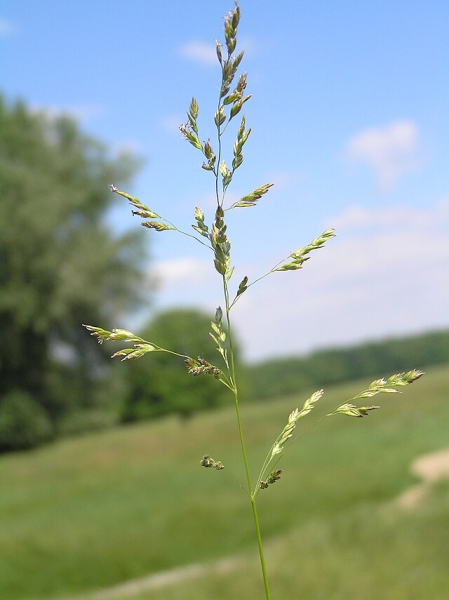 Pflanzenbild gross Schmalblättriges Wiesen-Rispengras - Poa angustifolia