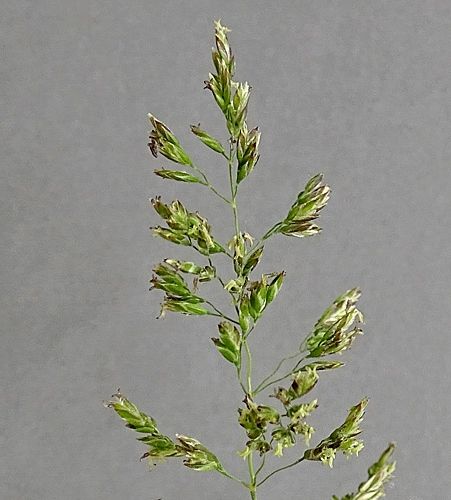 Pflanzenbild gross Schmalblättriges Wiesen-Rispengras - Poa angustifolia