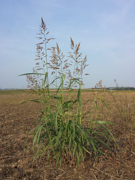 Pflanzenbild gross Wilde Mohrenhirse - Sorghum halepense