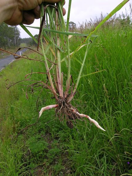 Pflanzenbild gross Wilde Mohrenhirse - Sorghum halepense