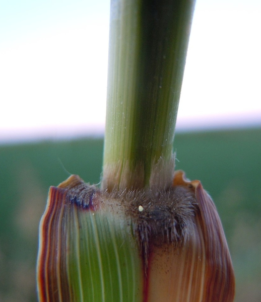 Pflanzenbild gross Wilde Mohrenhirse - Sorghum halepense