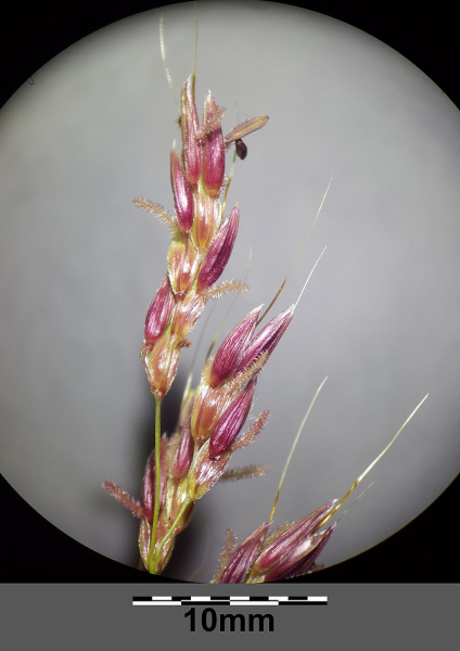 Pflanzenbild gross Wilde Mohrenhirse - Sorghum halepense