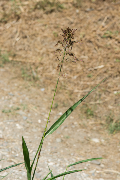 Pflanzenbild gross Wilde Mohrenhirse - Sorghum halepense