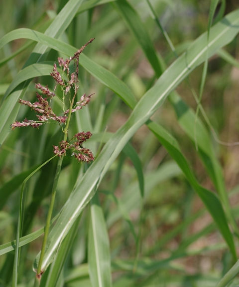 Pflanzenbild gross Wilde Mohrenhirse - Sorghum halepense