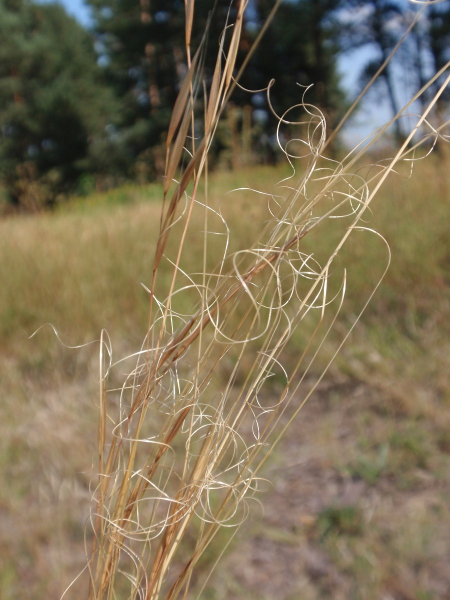 Pflanzenbild gross Pfriemgras - Stipa capillata