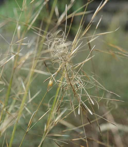 Pflanzenbild gross Pfriemgras - Stipa capillata