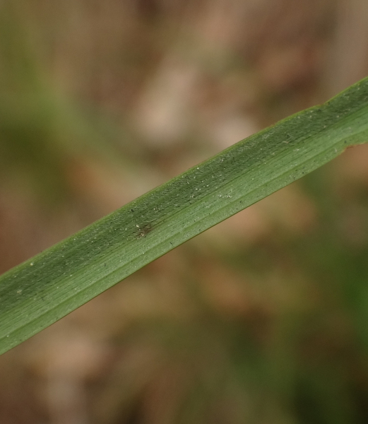 Pflanzenbild gross Schwarzwerdender Schwingel - Festuca nigrescens