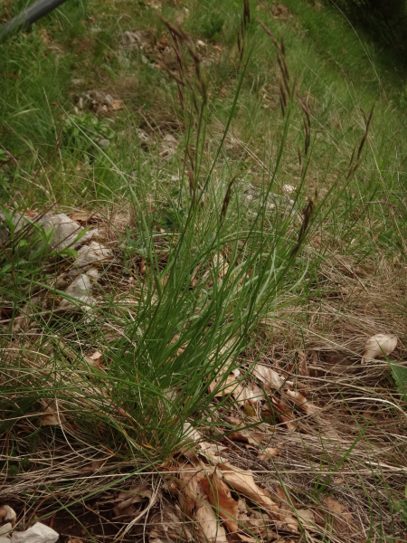 Pflanzenbild gross Schwarzwerdender Schwingel - Festuca nigrescens
