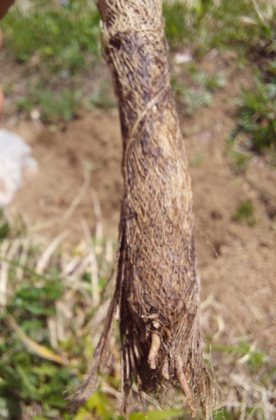 Pflanzenbild gross Allermannsharnisch - Allium victorialis