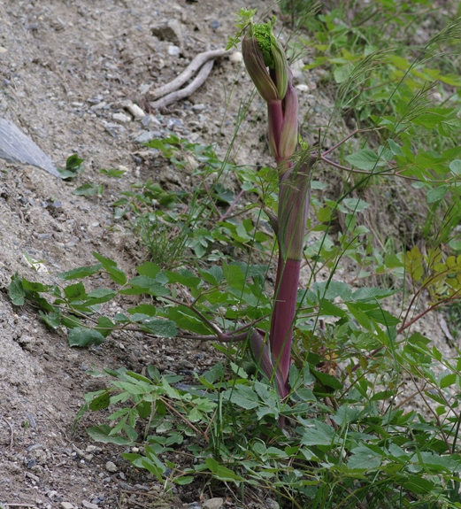 Pflanzenbild gross Riesen-Haarstrang - Peucedanum verticillare