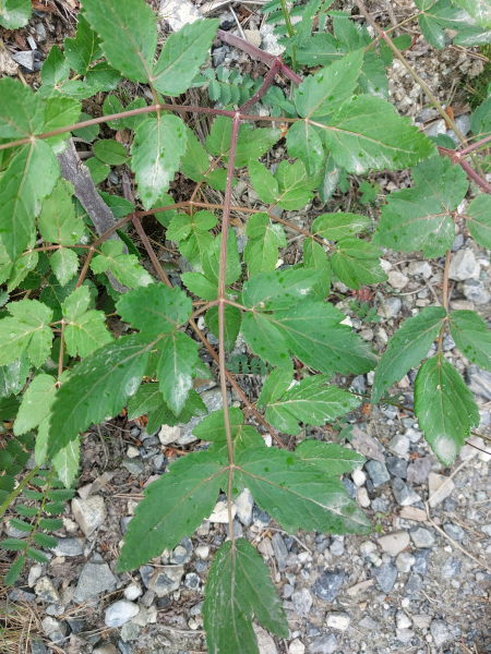 Pflanzenbild gross Riesen-Haarstrang - Peucedanum verticillare