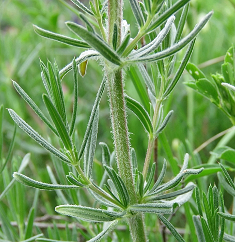 Pflanzenbild gross Österreicher Drachenkopf - Dracocephalum austriacum