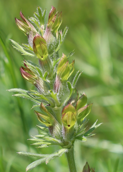 Pflanzenbild gross Österreicher Drachenkopf - Dracocephalum austriacum