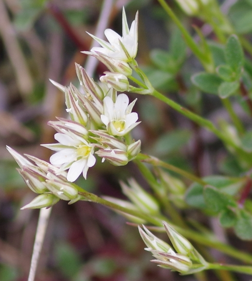 Pflanzenbild gross Geschnäbelte Miere - Minuartia rostrata