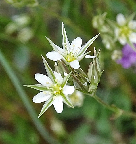 Pflanzenbild gross Geschnäbelte Miere - Minuartia rostrata