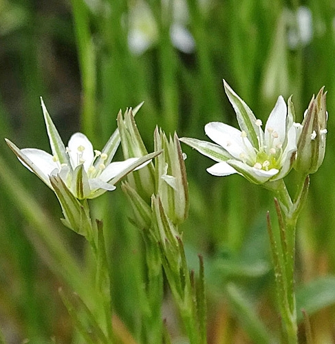 Pflanzenbild gross Geschnäbelte Miere - Minuartia rostrata
