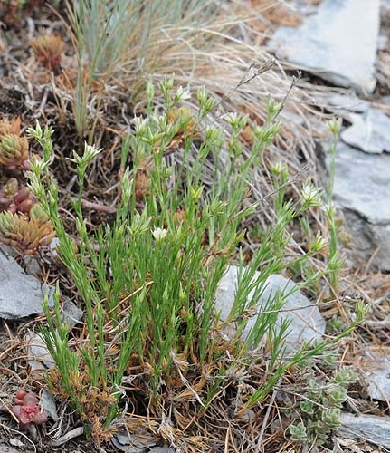 Pflanzenbild gross Geschnäbelte Miere - Minuartia rostrata