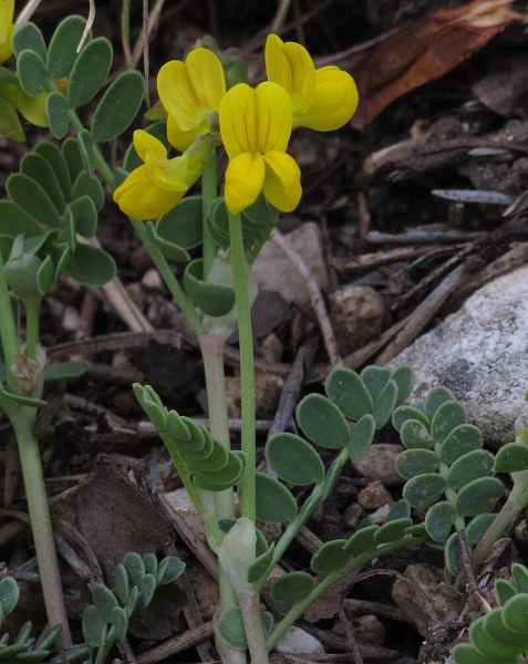 Pflanzenbild gross Scheiden-Kronwicke - Coronilla vaginalis