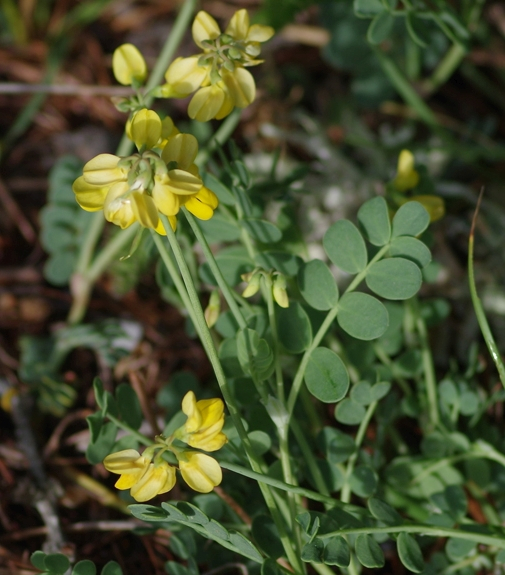 Pflanzenbild gross Scheiden-Kronwicke - Coronilla vaginalis