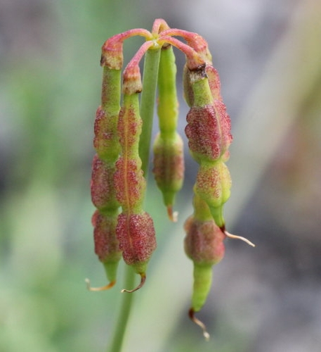 Pflanzenbild gross Scheiden-Kronwicke - Coronilla vaginalis