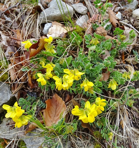 Pflanzenbild gross Scheiden-Kronwicke - Coronilla vaginalis