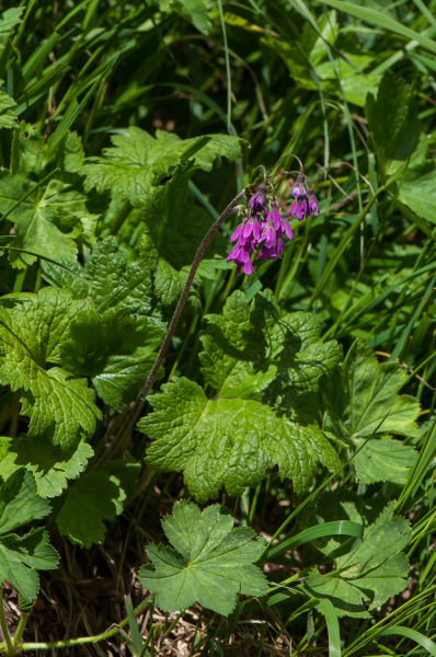 Pflanzenbild gross Heilglöckchen - Cortusa matthioli