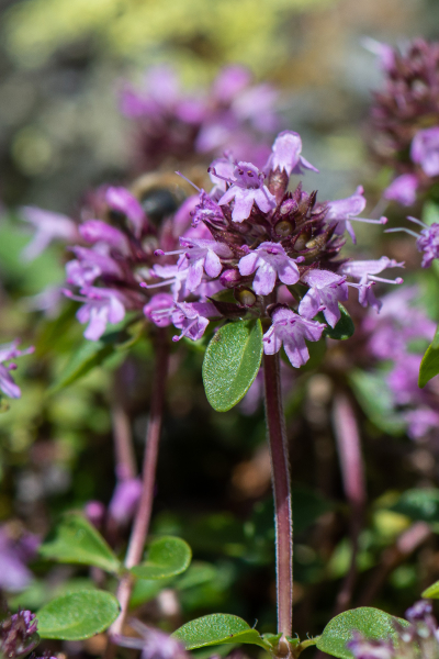 Pflanzenbild gross Arznei-Feld-Thymian - Thymus pulegioides