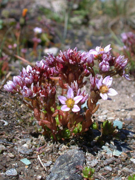 Pflanzenbild gross Moor-Mauerpfeffer - Sedum villosum