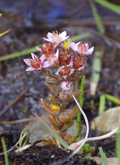 Pflanzenbild gross Moor-Mauerpfeffer - Sedum villosum