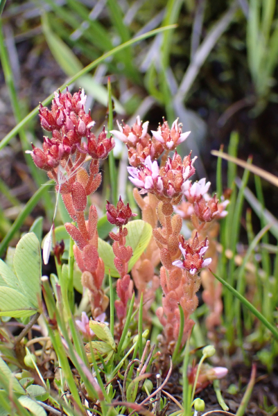 Pflanzenbild gross Moor-Mauerpfeffer - Sedum villosum