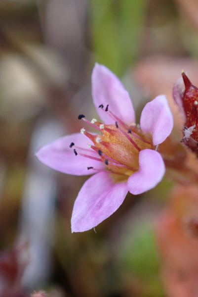 Pflanzenbild gross Moor-Mauerpfeffer - Sedum villosum