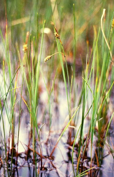 Pflanzenbild gross Schlamm-Segge - Carex limosa