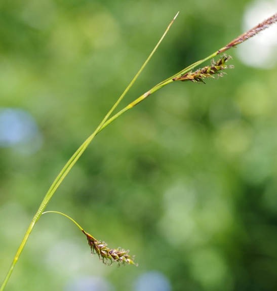 Pflanzenbild gross Rost-Segge - Carex ferruginea