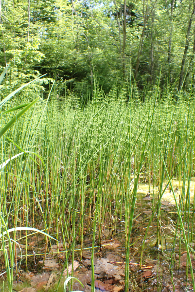 Pflanzenbild gross Schlamm-Schachtelhalm - Equisetum fluviatile