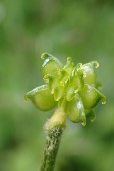 Pflanzenbild gross Hain-Hahnenfuss - Ranunculus tuberosus aggr.