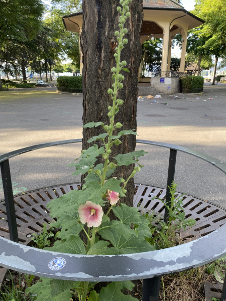 Pflanzenbild gross Garten-Stockrose - Alcea rosea