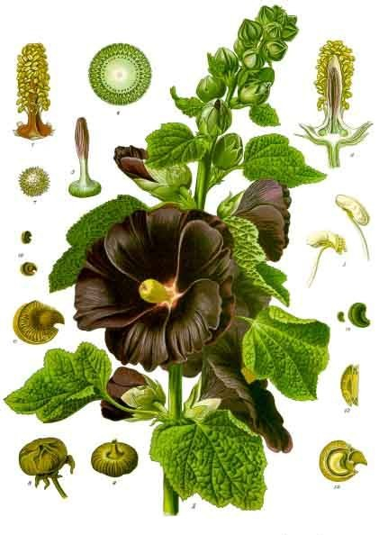 Pflanzenbild gross Garten-Stockrose - Alcea rosea