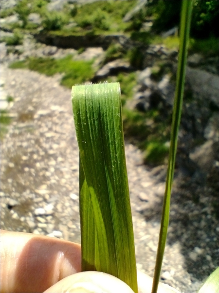 Pflanzenbild gross Wolliges Reitgras - Calamagrostis villosa