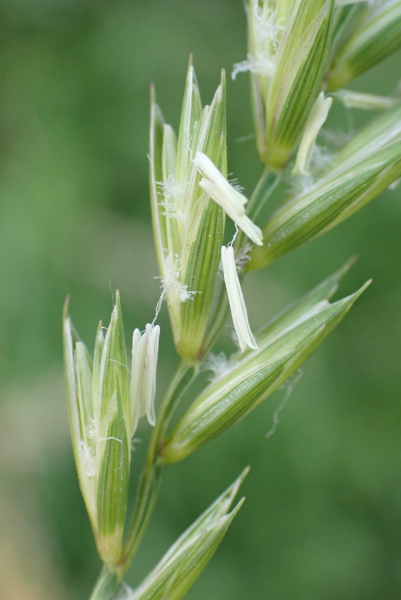 Pflanzenbild gross Kriechende Quecke - Elymus repens