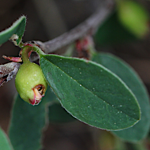 Pflanzenbild gross Kahle Steinmispel - Cotoneaster integerrimus